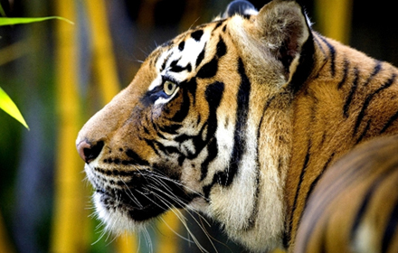 Jeep Safari Cost Nanha National Park mp